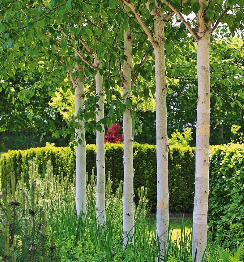 Petite allée de bouleaux avec des troncs blancs dans un design de petite surface