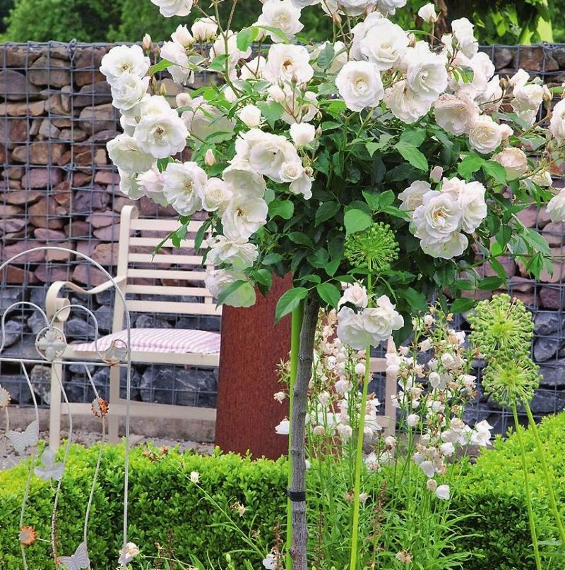 Blooming White Standard a augmenté dans une banlieue