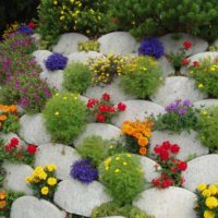 Fleurs annuelles entre des rochers