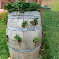 Tonneau vertical pour fraises des bois