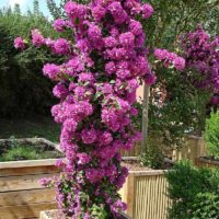 Jardinage vertical d'un petit jardin