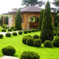 Thuya sphérique dans un paysage d'un petit jardin