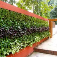 Mur vivant à l'intérieur du patio