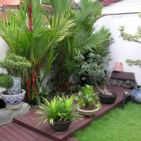 Plantes du Sud dans des bacs sur la terrasse d'été