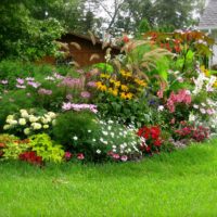 Parterre de fleurs de jardin avec vivaces