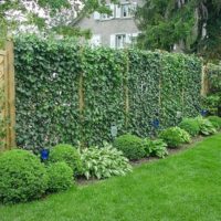Enregistrement d'une clôture de campagne par des plantes grimpantes