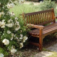 Rosiers grimpants près du banc de jardin
