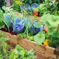 Bacs à fleurs en bois au lieu de parterres de jardin