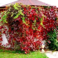 Raisins de fille sur le gazebo de jardin