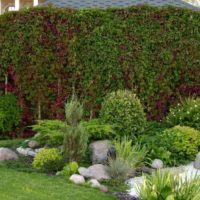 Jardinage vertical avec des raisins de jeune fille
