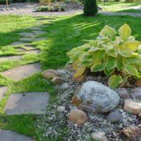 Penumbra hosta sur un parterre de pierres