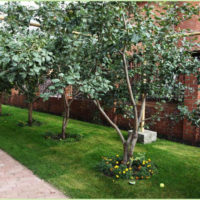Poiriers le long d'une allée de jardin