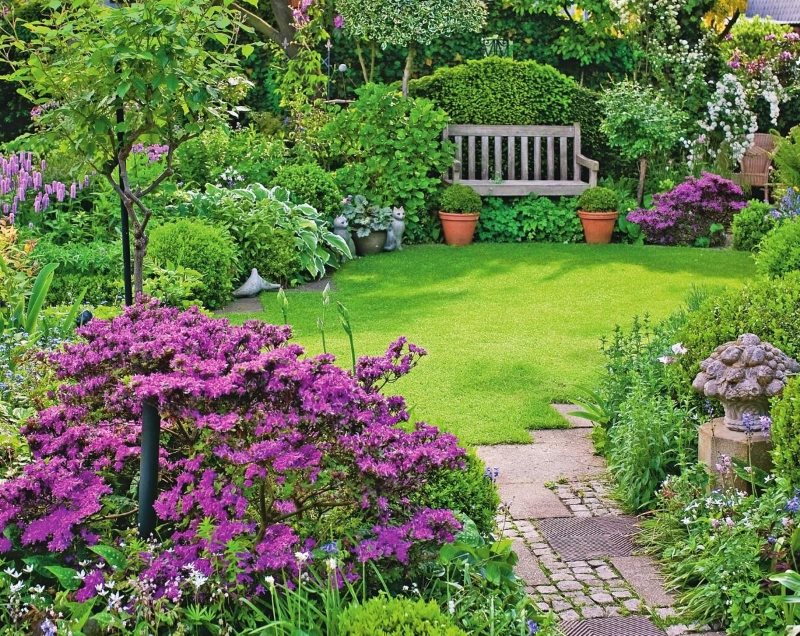 Une petite pelouse d'un jardin de pays avec des buissons pourpres