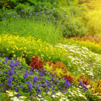 Fleurs sauvages dans l'aménagement paysager