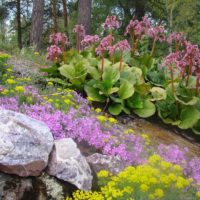 Encens fleurissant sur la pente du jardin