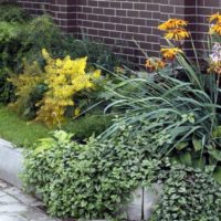 Plantes vivaces devant une clôture de brique