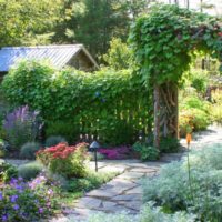 Gloire du matin dans le jardinage vertical du jardin