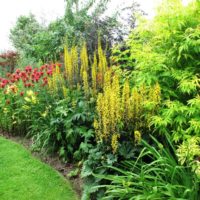 Fleurs et arbustes dans le jardin