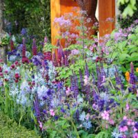 Mixborder floraison dans la conception de jardin