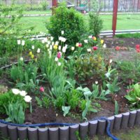 Plate-bande avec des tulipes faites-le vous-même