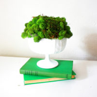 Mousse vivante dans un vase blanc sur la table de chevet