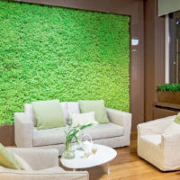 Phytostall de mousse stabilisée dans la conception du salon