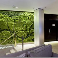 Moss dans la conception des murs des locaux d'habitation