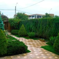 Jardin de conifères sur un terrain personnel