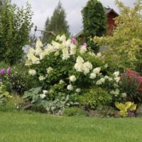 Parterre de fleurs avec Hortensia fleuri dans un chalet d'été