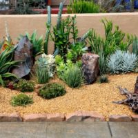 Plantes du sud dans le jardin