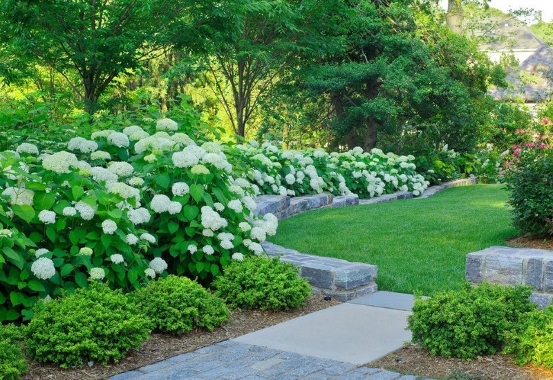 Hortensias chic avec des bourgeons blancs dans un chalet d'été