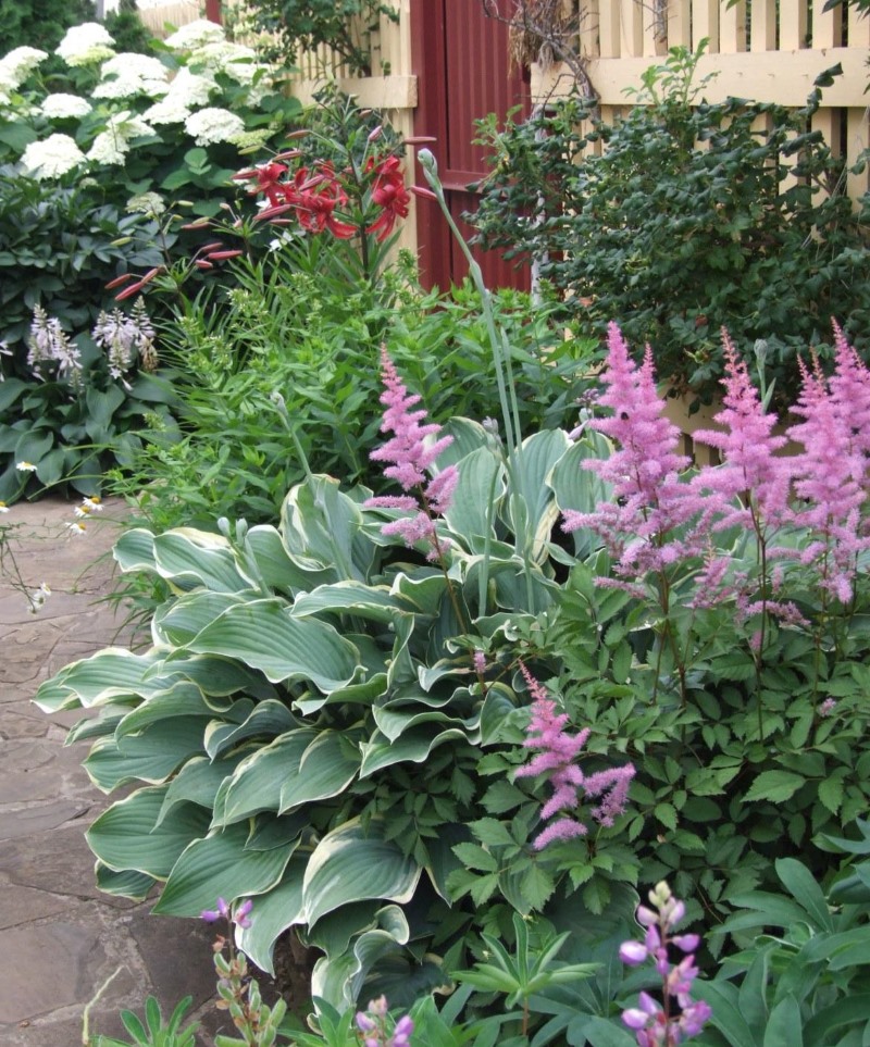 La combinaison de couleurs dans la conception du jardin