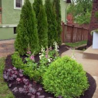 Arborvitae pyramidale et sphérique dans la décoration d'un site privé