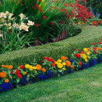 Bordure d'arbustes et fleurs fraîches