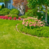 Plates-bandes dans un jardin paysager