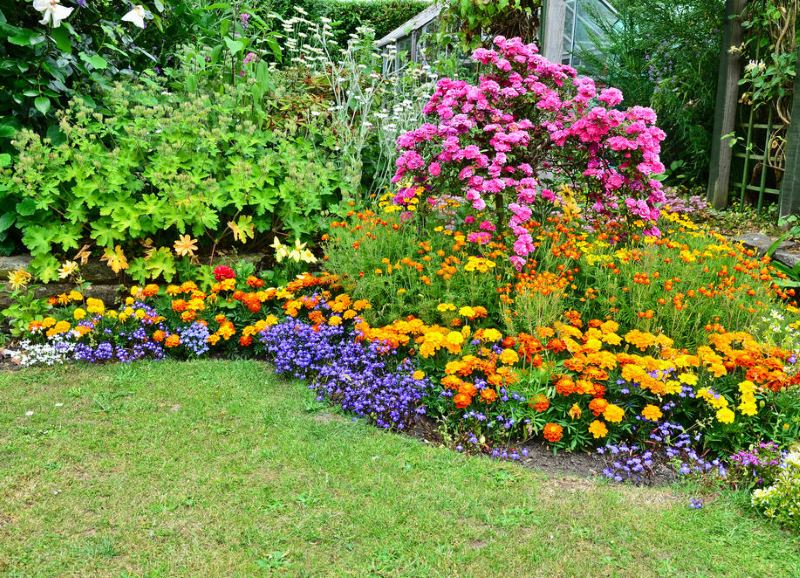 Mixborder avec des vivaces en fleurs