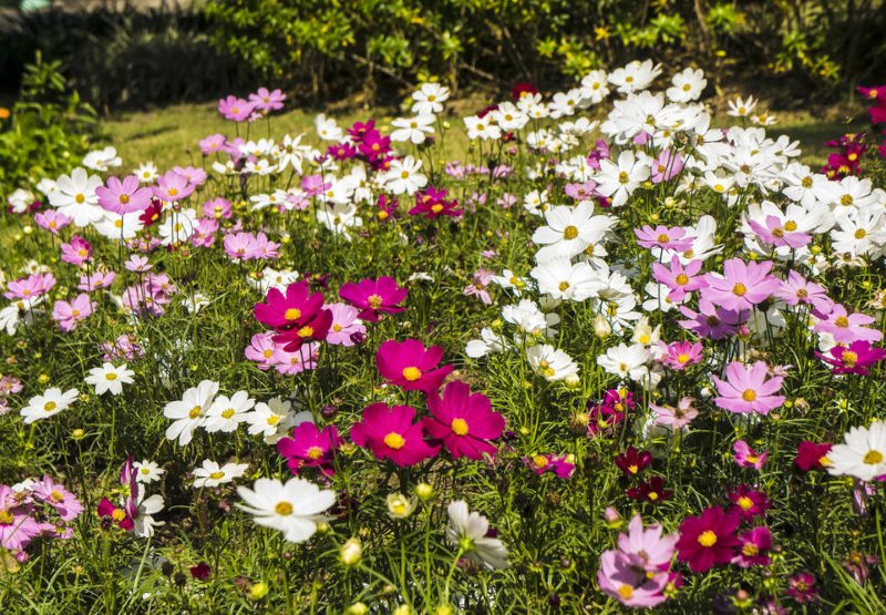 Fleurs sauvages dans la conception de la banlieue