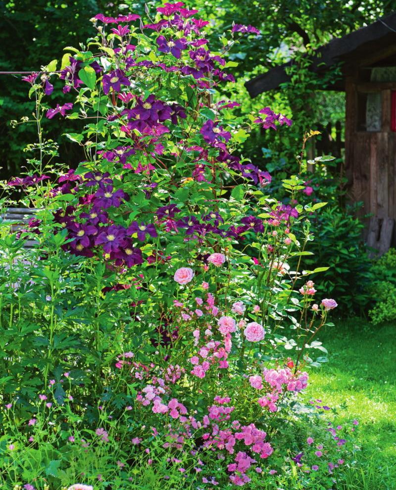 Créer une perspective de volume dans un petit jardin avec jardinage vertical
