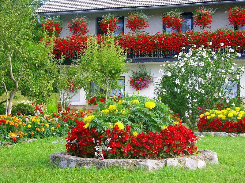 Lit de fleurs de jardin avec des fleurs rouges et jaunes