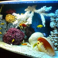 Concha marina detrás del vidrio del acuario