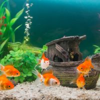 Pequeño pez naranja con aletas transparentes.