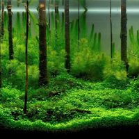 Decoración de musgo del fondo del acuario