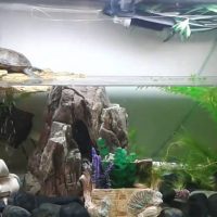 Acuario de tortugas sobre el agua