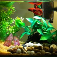 Estrechas hojas verdes de plantas subacuáticas