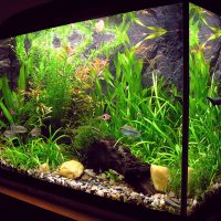 Hojas verdes de plantas acuáticas