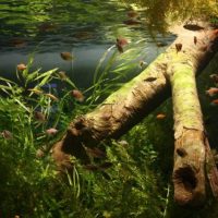 Madera de deriva vieja en un acuario rectangular