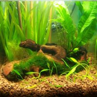 Snorkel en forma de boa constrictor
