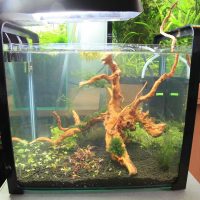 Raíces de los árboles en la decoración del acuario