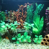 Decorar un acuario con plantas acuáticas.