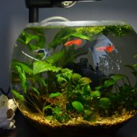 Acuario redondo con pez rojo